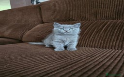 Británico de Pelo Corto Azul gatos en venta: Gatcot.com - Imagen 2