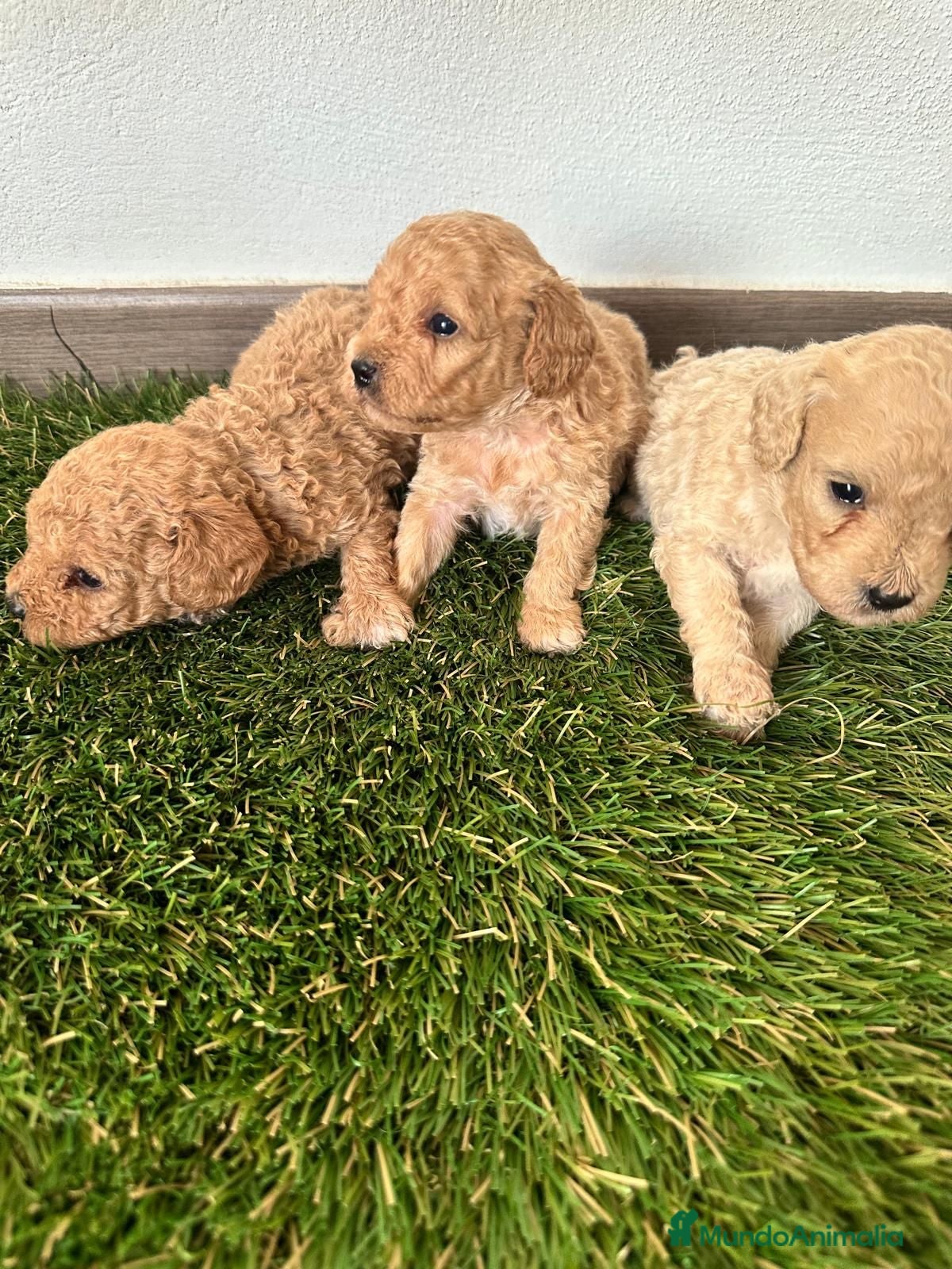 Caniche Toy perros Caniches Toy de papa asiático puros inigualables  - Anuncio 1