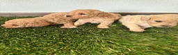 Caniche Toy perros en venta: Caniches Toy de papa asiático puros inigualables  - Anuncio 1