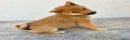 Shiba Inu perros en venta: Shiba Inu - Anuncio 20