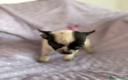 Chihuahua perros en venta: Último macho micro - Imagen 7