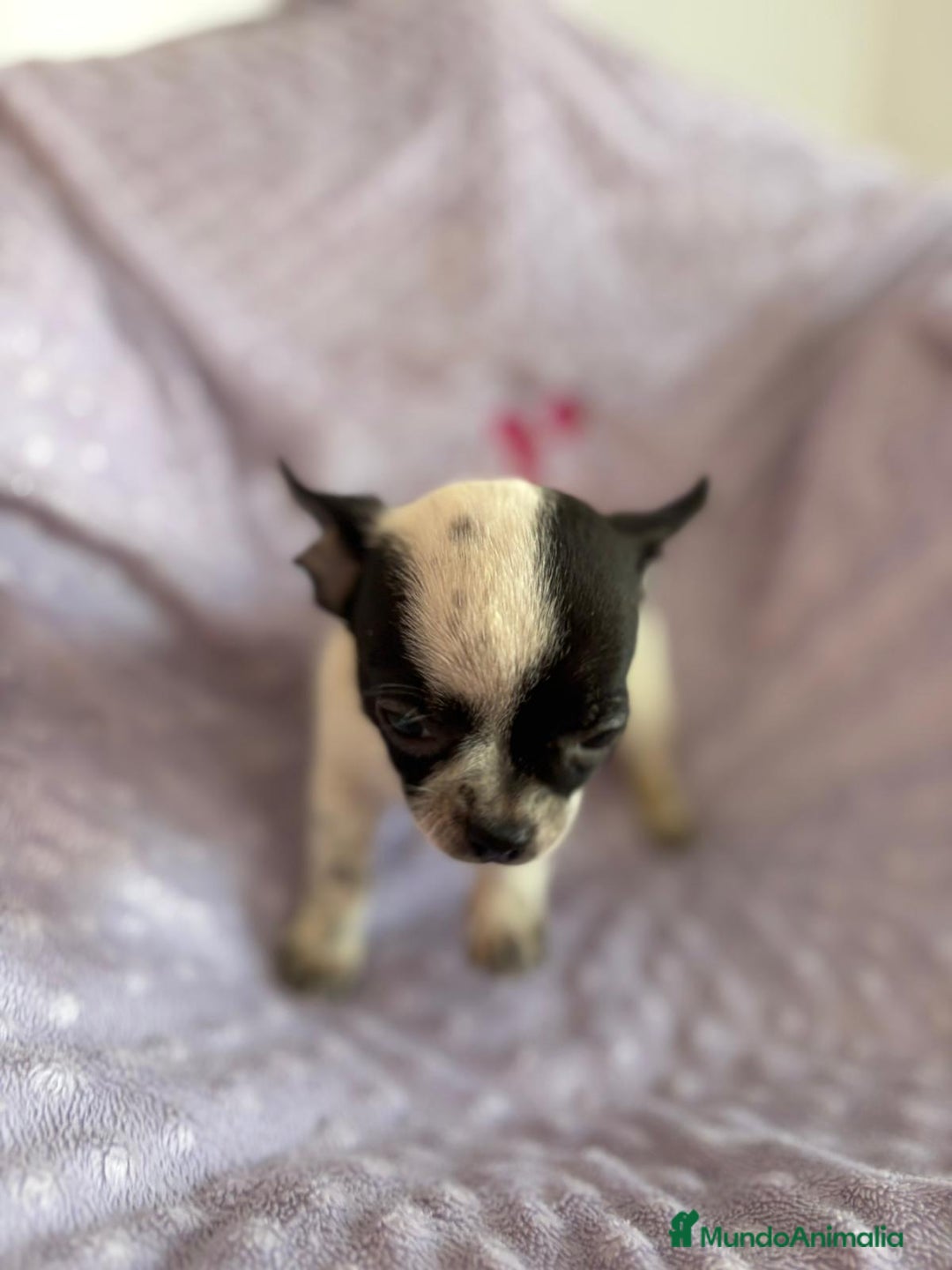 Chihuahua perros en venta: Último macho micro - Imagen 7