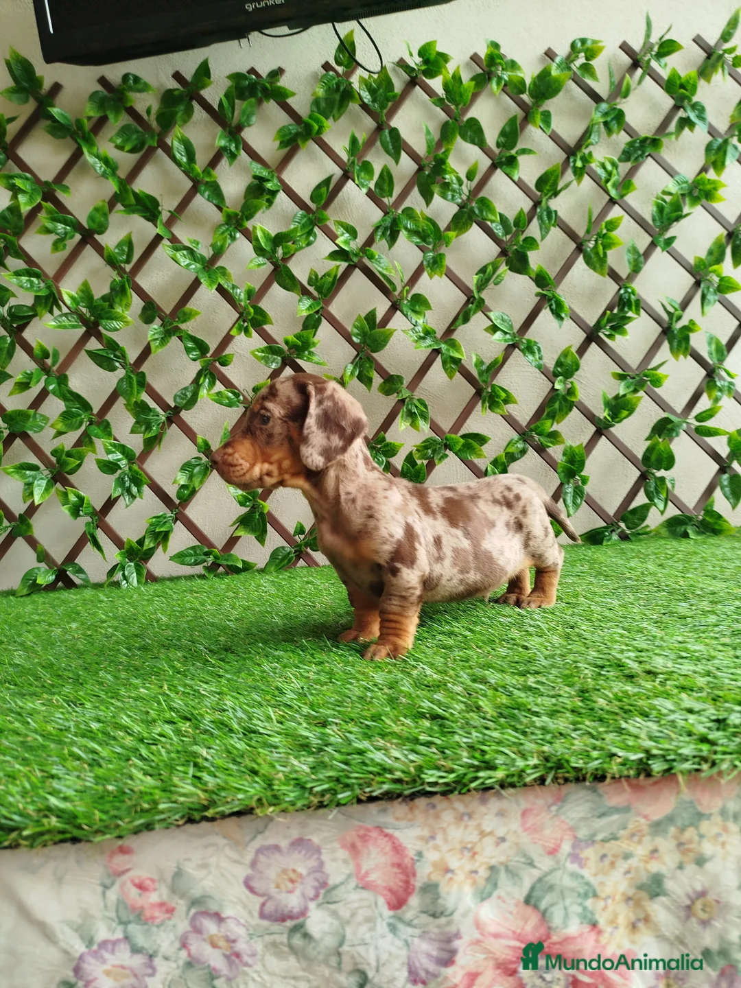 Teckel Miniatura perros en venta: Teckels kanichen  - Anuncio 3
