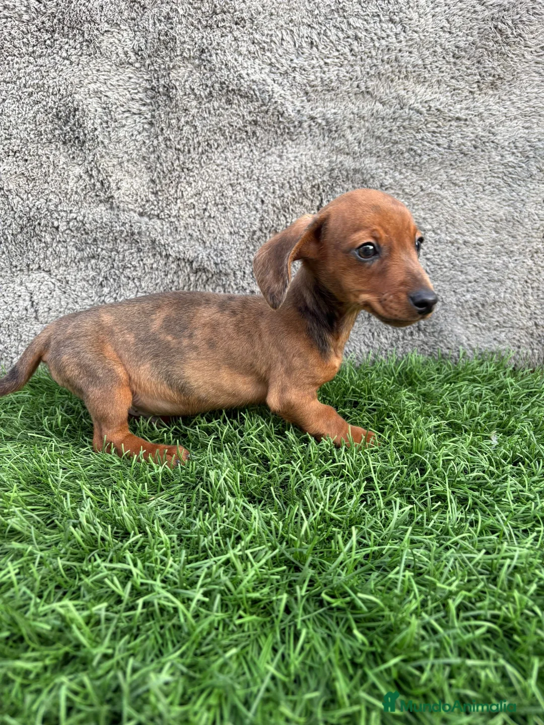 Teckel Miniatura perros en venta: Macho de Teckel Kaninchen Merle chocolate diluido - Anuncio 14