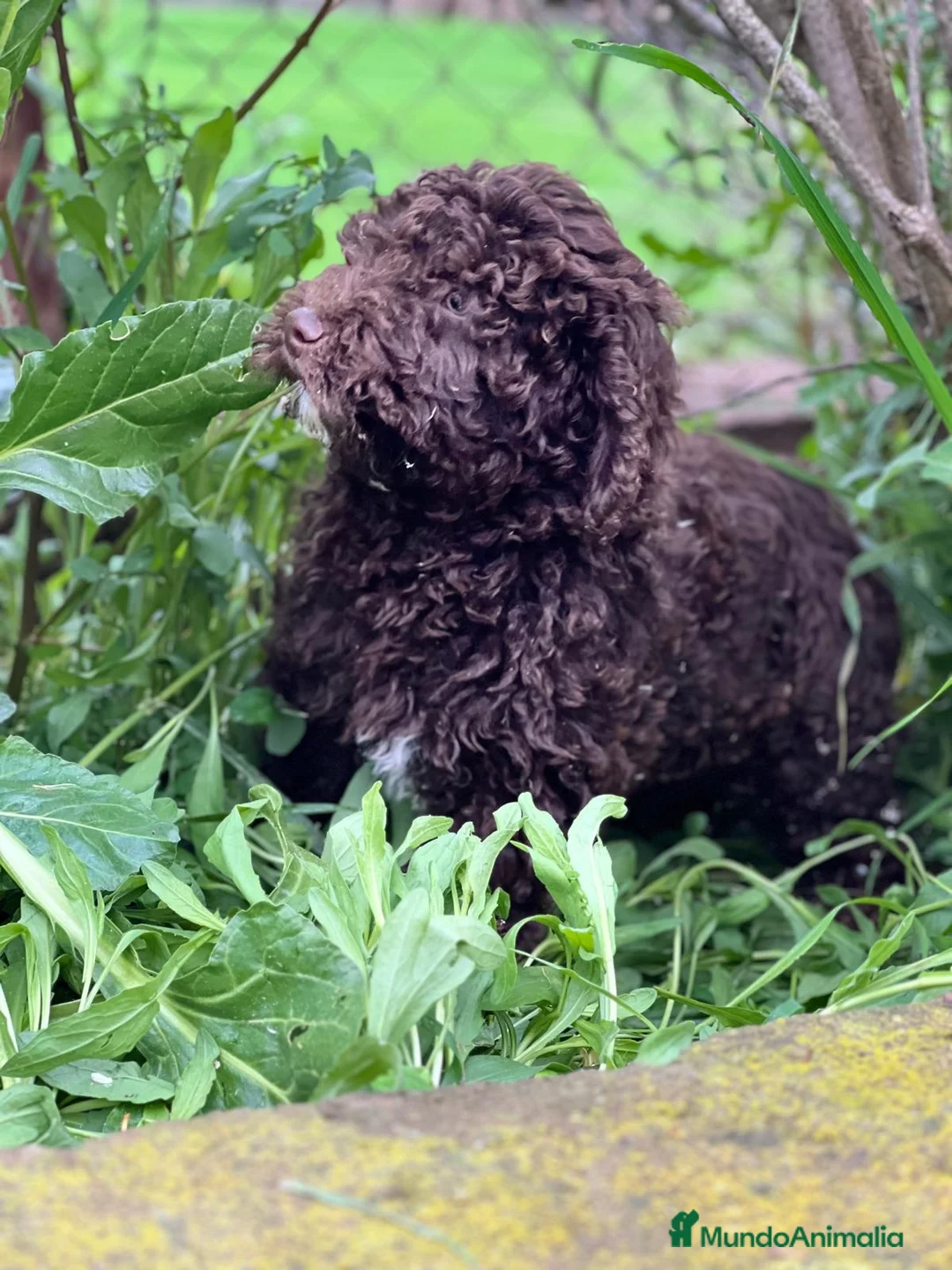 Perro de Agua Español perros en venta: Perro de agua chocolate  en Barcelona - Anuncio 3