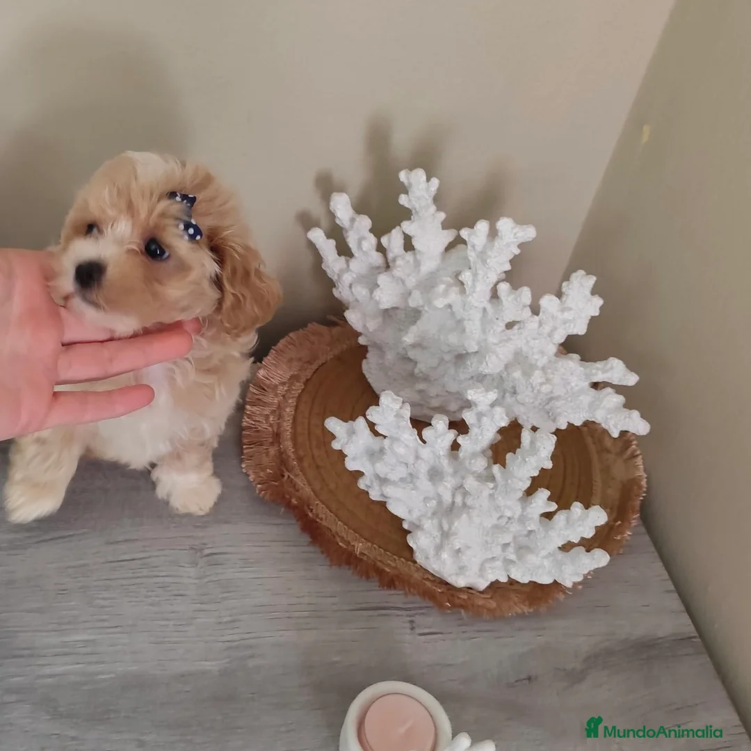 Maltipoo perros en venta: Maltipoo  - Anuncio 2