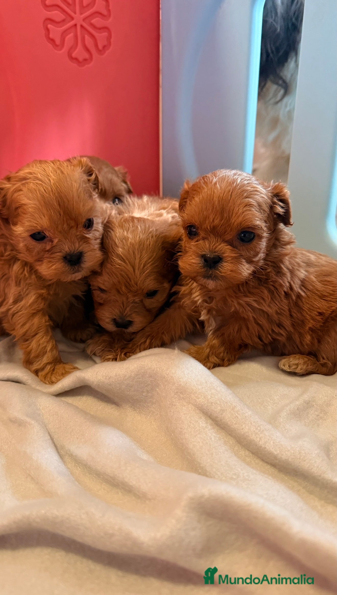 Shihpoo perros ShihPoo Cachorritos dorados y rojos - Anuncio 2