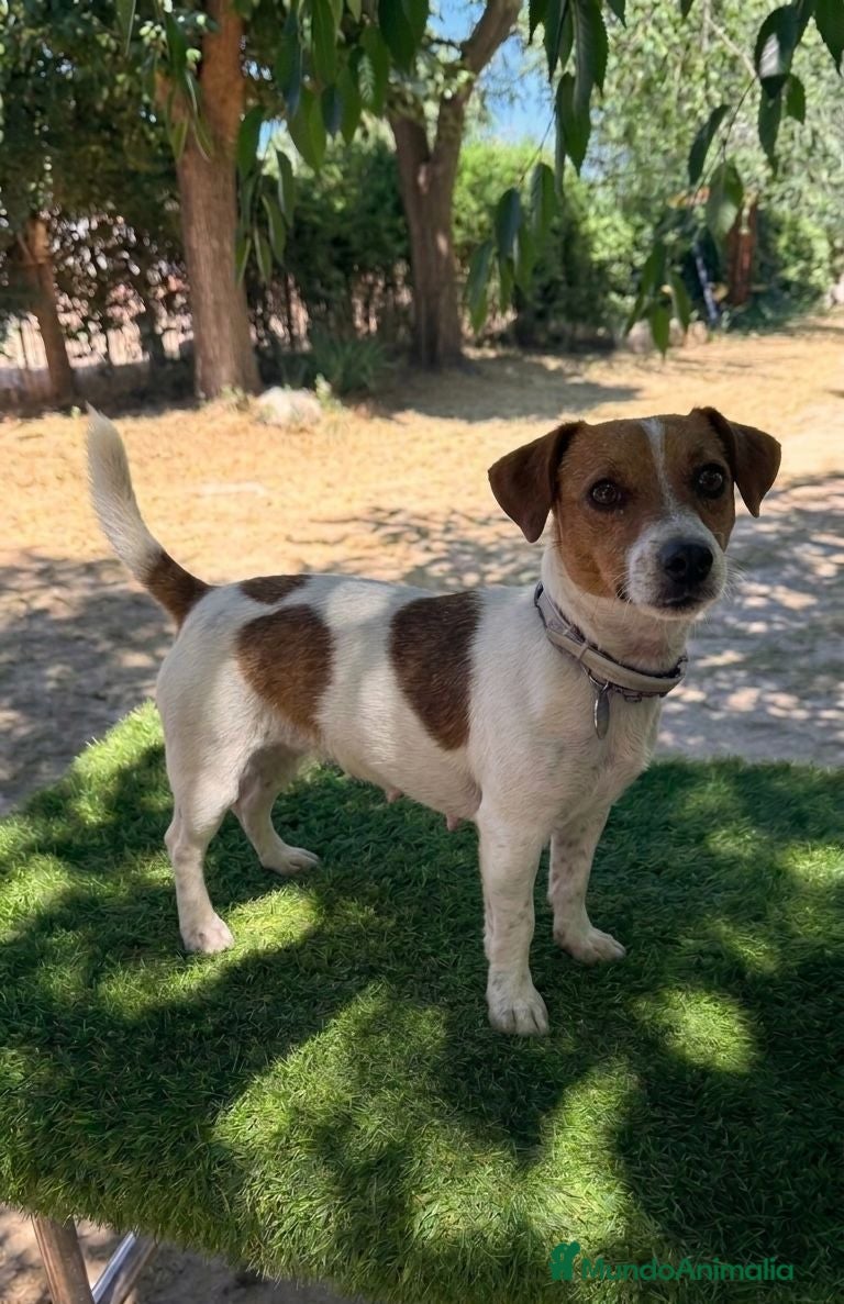 Jack Russell Terrier perros Cachorros de pelo corto de jack russell - Anuncio 1