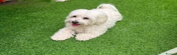 Bichón Maltés perros en venta: Bichon Maltés  - Anuncio 2