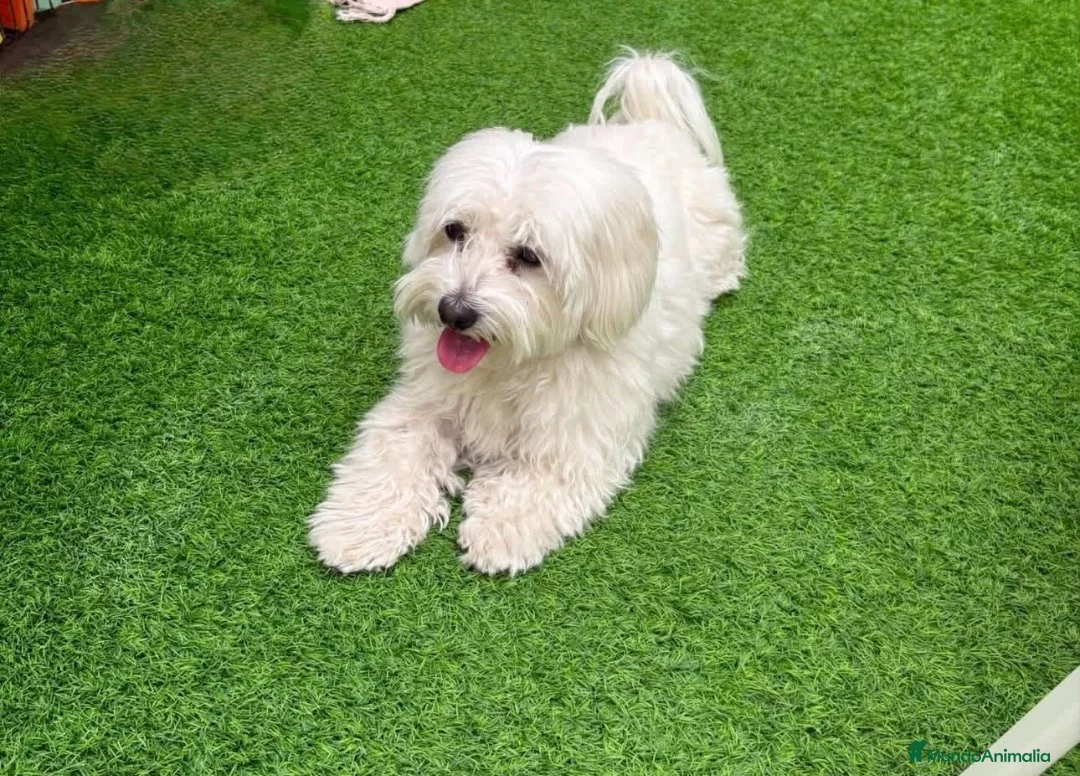 Bichón Maltés perros en venta: Bichon Maltés  - Anuncio 2