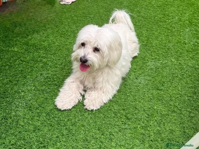 Bichón Maltés perros en venta: Bichon Maltés - Anuncio 2