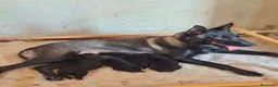 Pastor Belga Malinois perros en venta: Melinoas totalmente impresionantes  - Anuncio 4