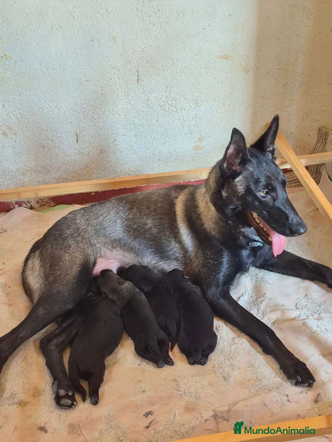Pastor Belga Malinois perros en venta: Melinoas totalmente impresionantes  - Anuncio 4