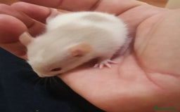 Azul Ruso gatos en venta: Ratas dumbo  - Imagen 3