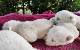 West Highland White Terrier perros en venta: West highlights White Terrier  - Imagen 5