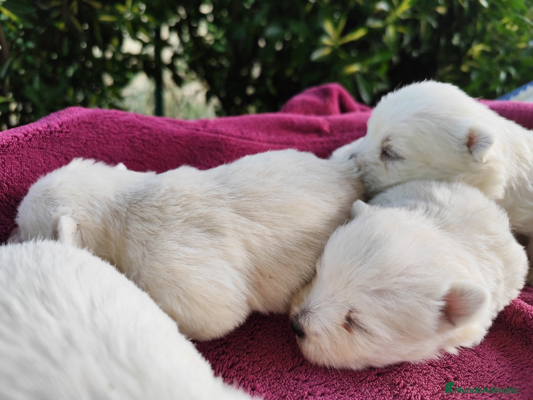 West Highland White Terrier perros en venta: West highlights White Terrier  - Imagen 5