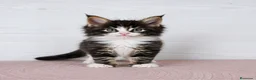 Maine Coon gatos en venta: Gatitos nacidos el 06/06/2026 - Anuncio 4