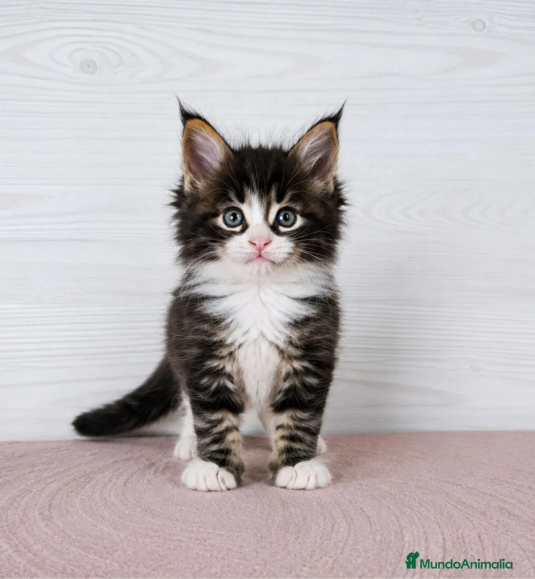 Maine Coon gatos en venta: Gatitos nacidos el 06/06/2026 - Anuncio 4