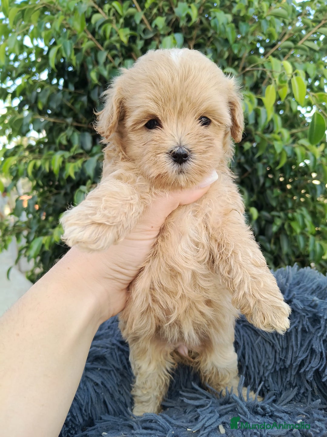 Maltipoo perros en venta: Hembritas maltipoo  - Imagen 5