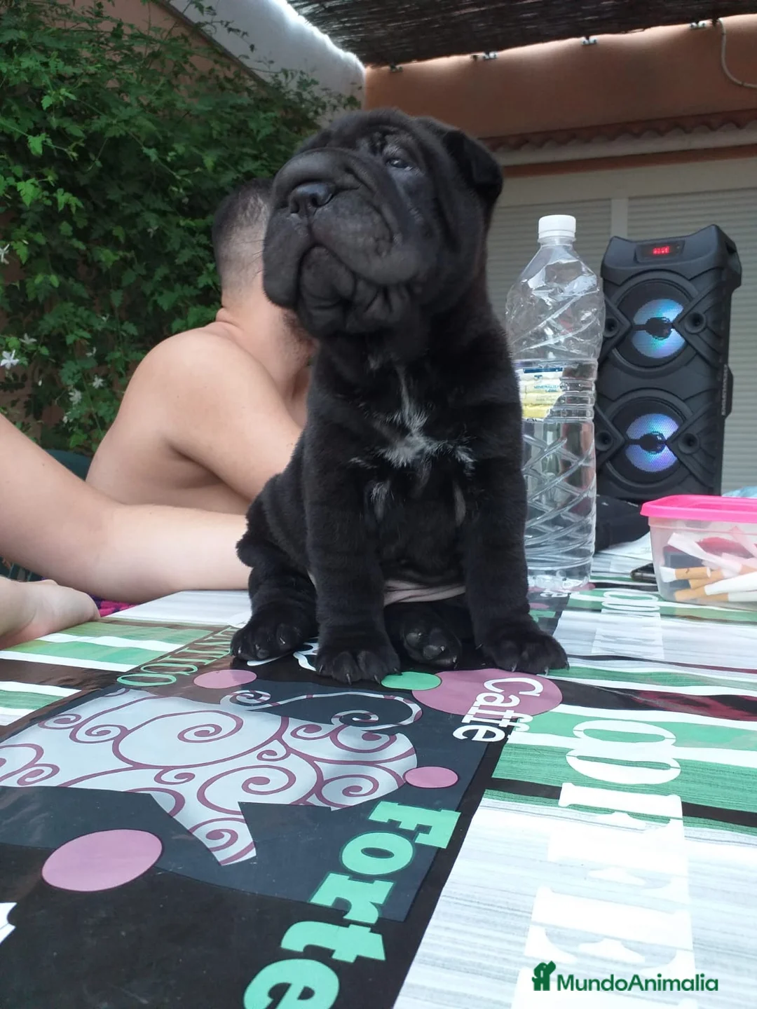 Shar Pei perros para monta: SE OFRECE MACHO SHAR PEI PARA MONTA en Jaén - Anuncio 8