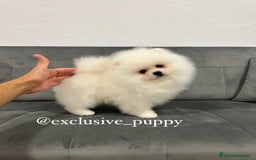 Pomerania perros en venta: 🧸🥇 Autentico Osito de Pomerania  - Imagen 2