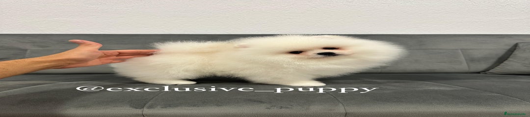 Pomerania Cachorro 1