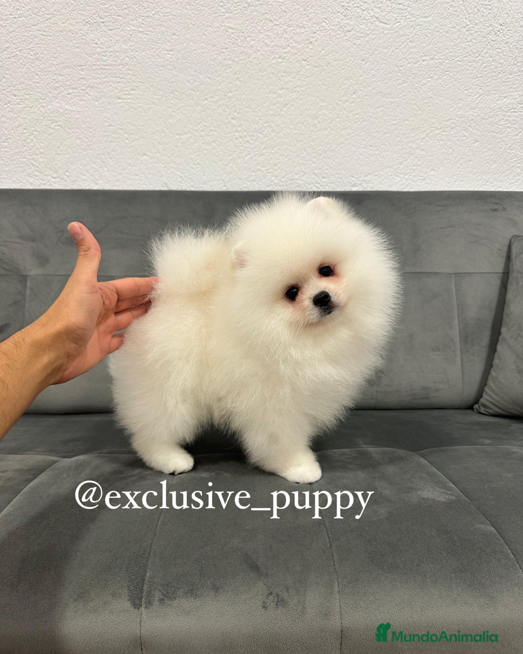 Pomerania perros en venta: 🧸🥇 Autentico Osito de Pomerania  - Imagen 2