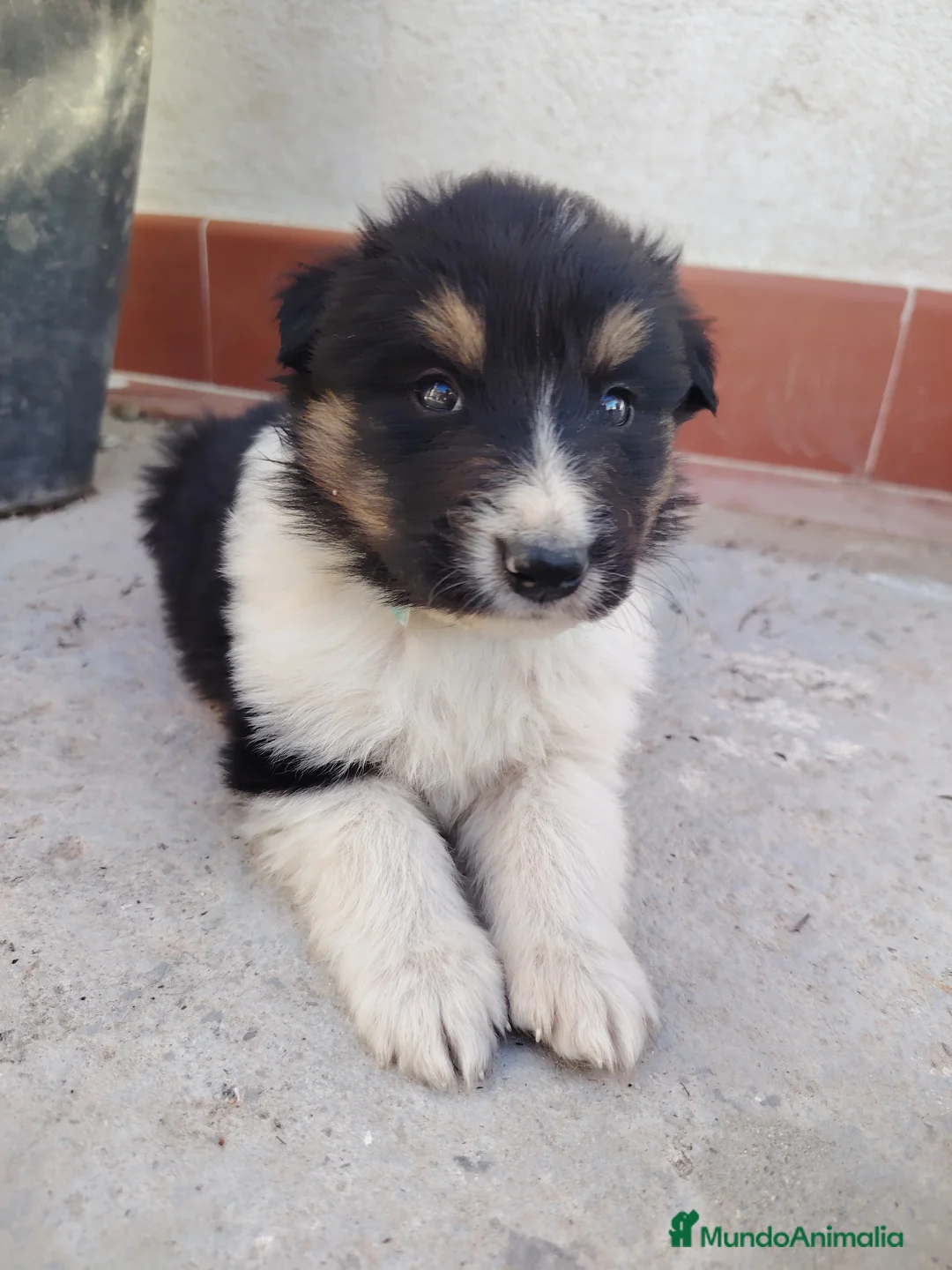 Collie de Pelo Largo perros en venta: Rough collie  - Anuncio 2