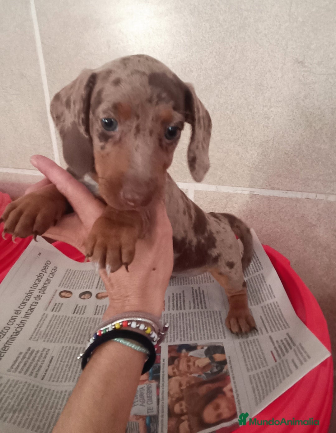 Teckel Miniatura perros en venta: CACHORROS DE TECKEL MINI  - Imagen 15