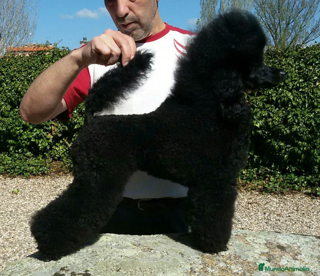 Imagen de galería {{count}}