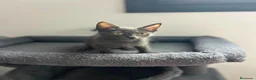 Azul Ruso gatos en venta: Azul ruso  - Anuncio 1