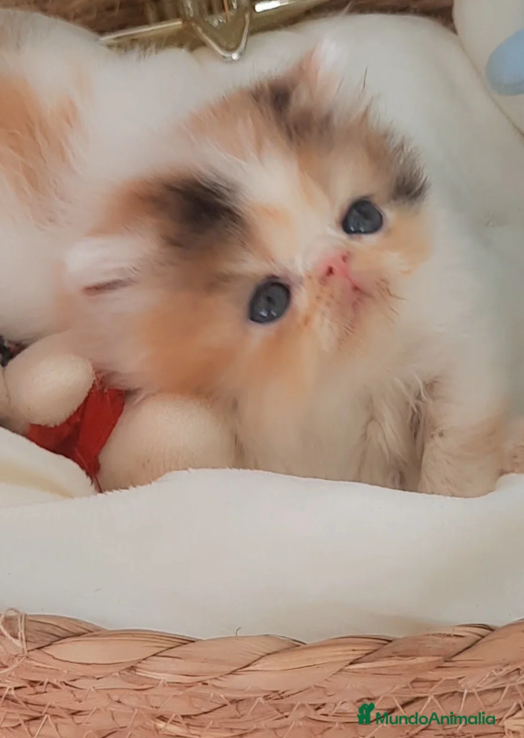 Persa gatos en venta: Espectacular Gatita Persa hembra 🌸💗🐱 - Anuncio 2