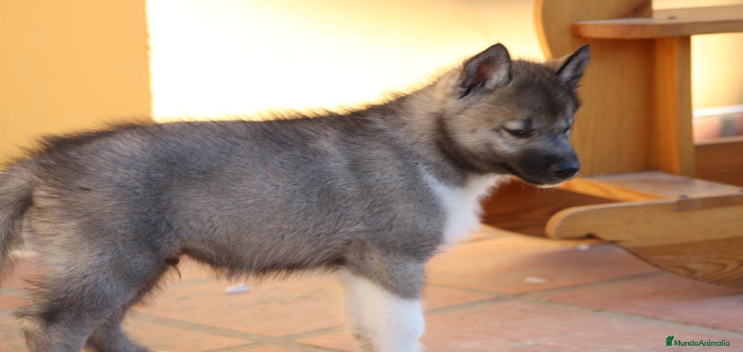 Imagen de galería {{count}}