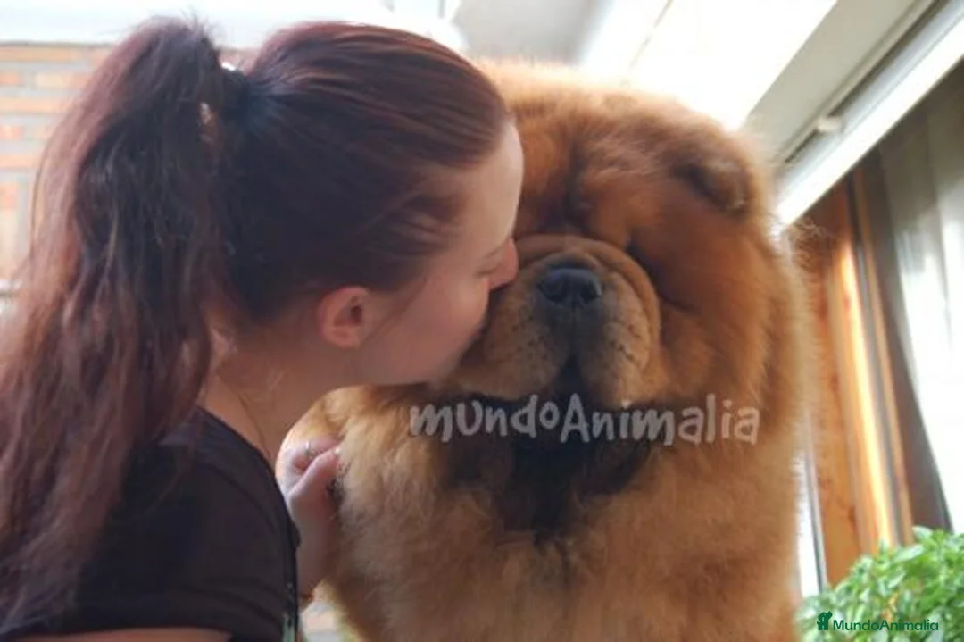 Imagen de galería {{count}}