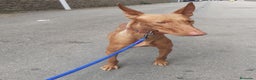 Podenco Canario perros en venta: PODENCOS CANARIOS de Selección  - Anuncio 4
