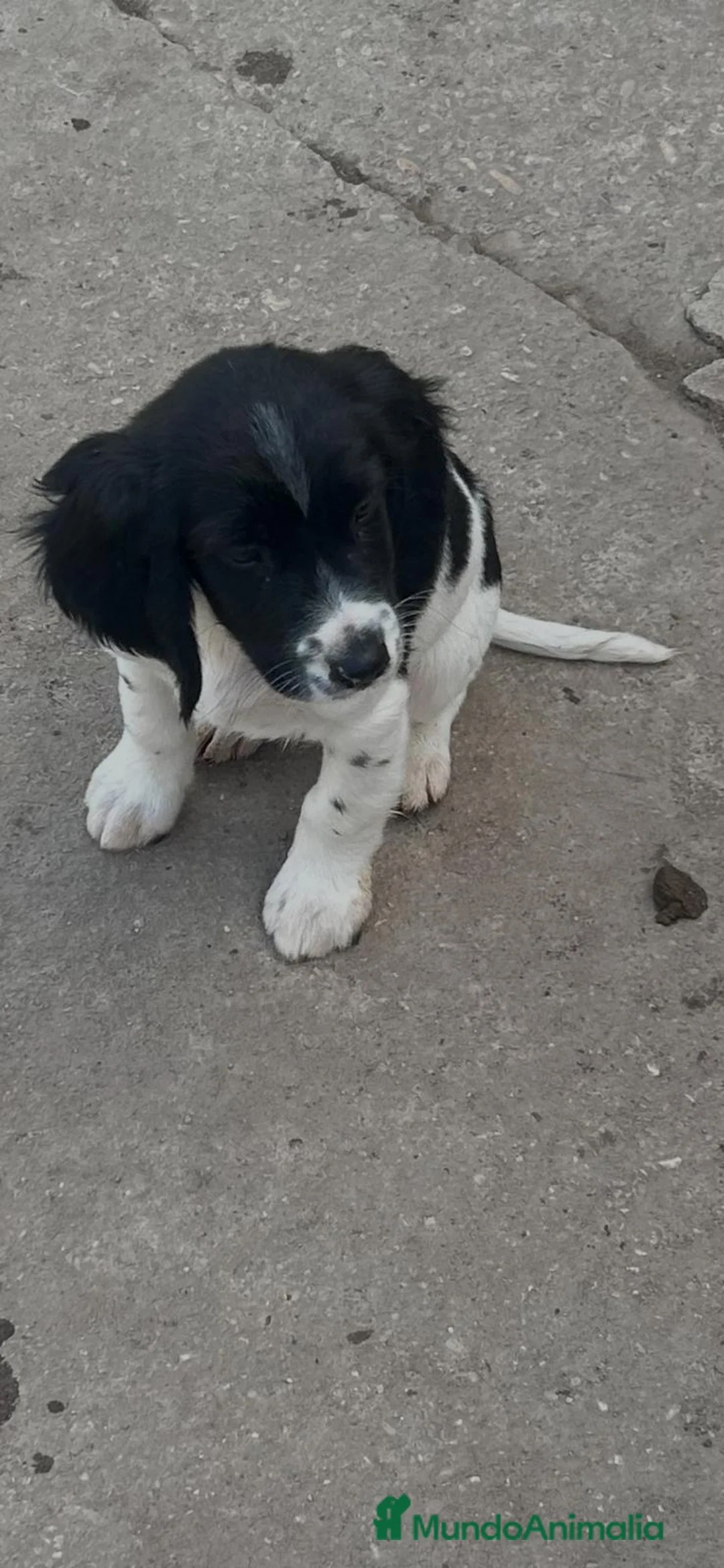 English Springer Spaniel perros en venta: Springer  - Anuncio 2