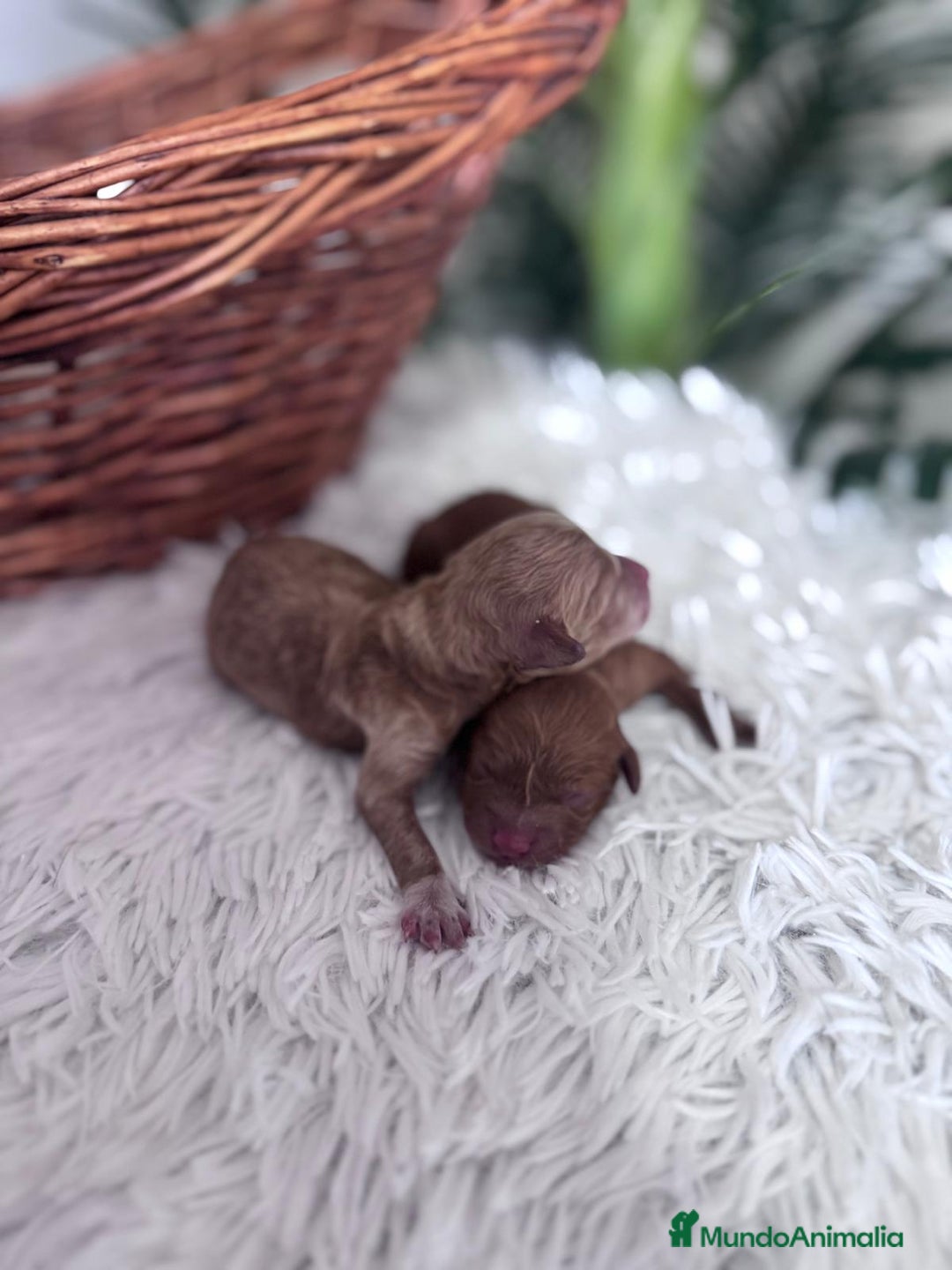 Caniche Toy perros en venta: CANICHE TOY HEMBRA. ENVIOS A TODA ESPAÑA - Imagen 15