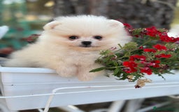 Pomerania perros en venta: Pomerania Hembra busca famila !!!!  - Imagen 11