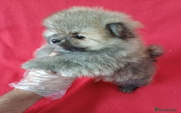 Pomerania perros en venta: Pomerania Mini  - Imagen 2