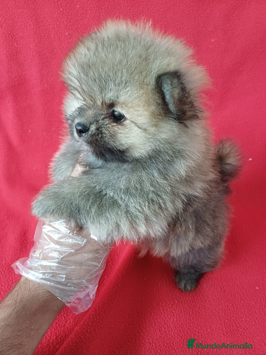 Pomerania perros en venta: Pomerania Mini  - Imagen 2