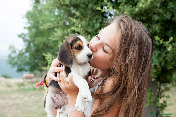 Beagle perros BEAGLE MALAGA  en Ciudad Real - Anuncio 11