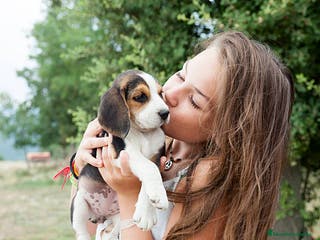 Beagle perros BEAGLE MALAGA en Ciudad Real - Anuncio 13