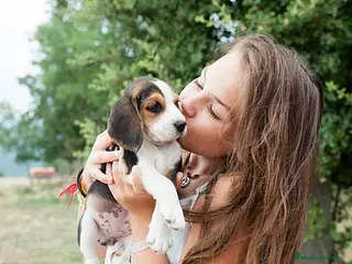 Beagle perros BEAGLE MALAGA en Ciudad Real - Anuncio 19