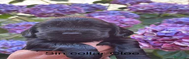 Cocker Spaniel Inglés 1