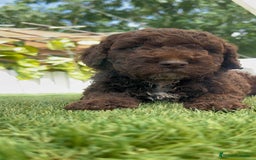 Perro de Agua Español perros en venta: PERRO DE AGUA ESPAÑOL - Imagen 28