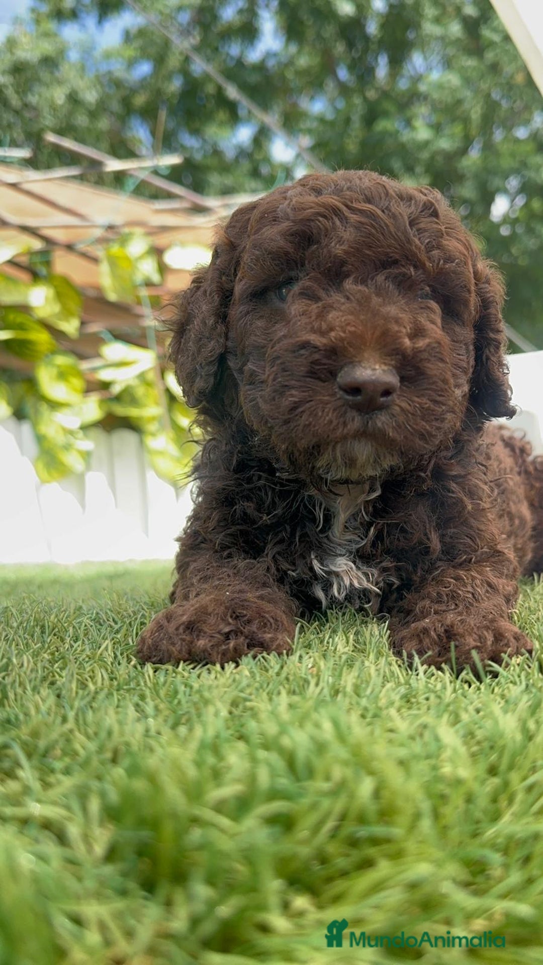 Perro de Agua Español perros en venta: PERRO DE AGUA ESPAÑOL - Imagen 28