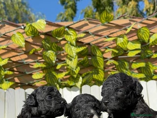 Caniche Toy perros - Anuncio 1