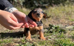 Teckel Miniatura perros en venta: TECKEL MERLE MINIATURA MACHO! en Barcelona - Imagen 1
