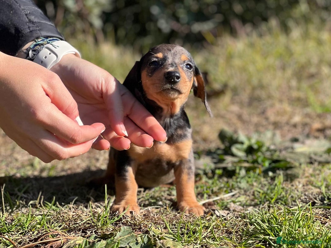 Teckel Miniatura perros en venta: TECKEL MERLE MINIATURA MACHO! en Barcelona - Imagen 1