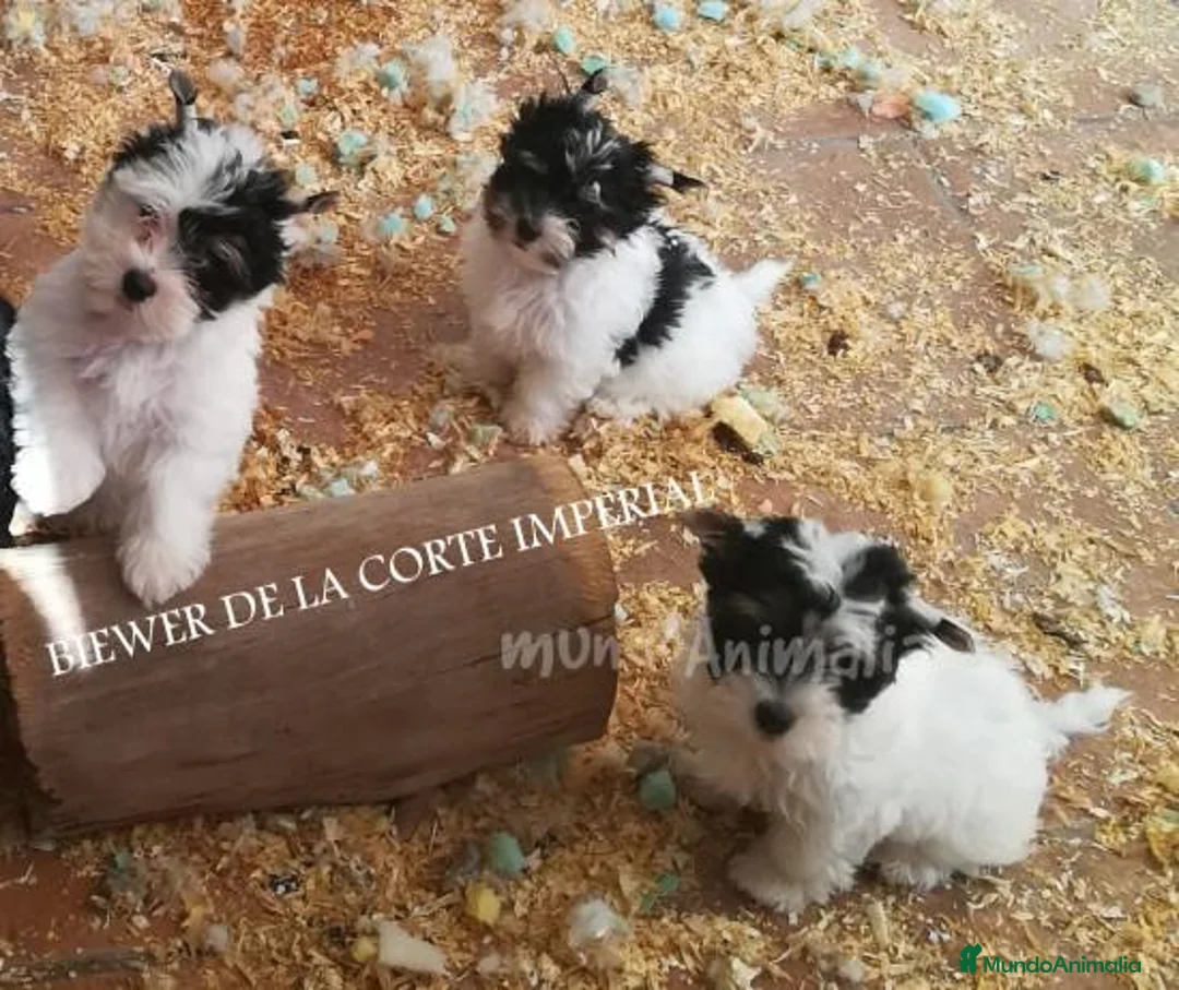 Imagen de galería {{count}}